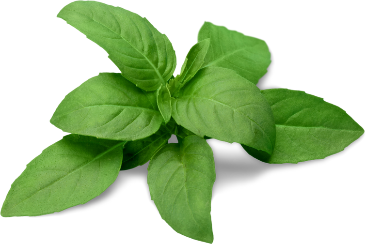 Fresh Basil Leaves